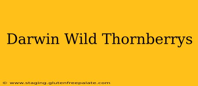 Darwin Wild Thornberrys