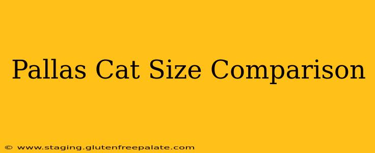 Pallas Cat Size Comparison